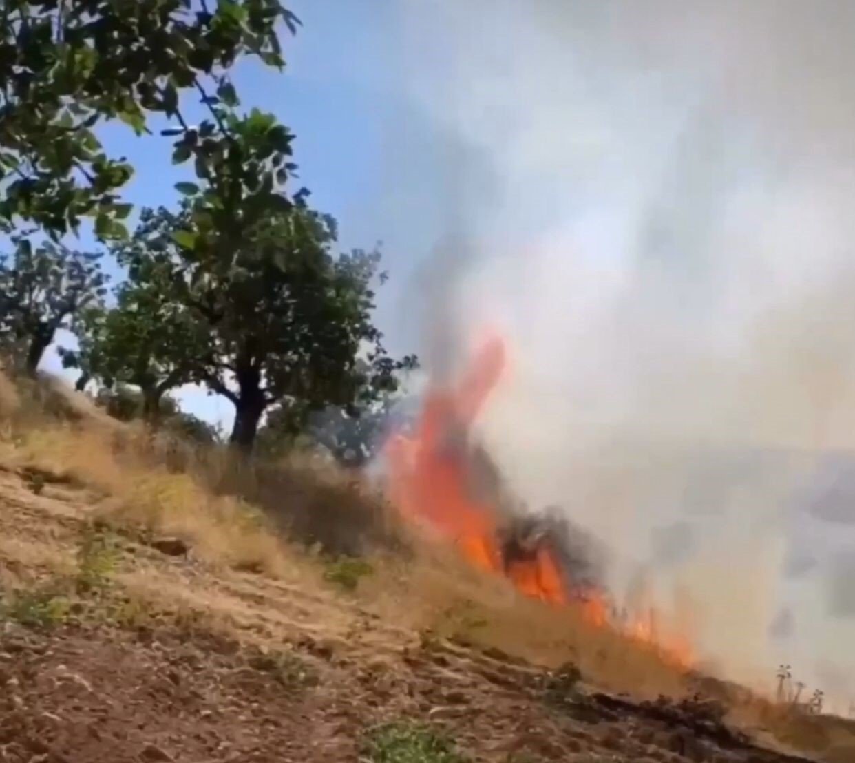 Siirt’te fıstık bahçeleri yanıyor, ekipler müdahale ediyor