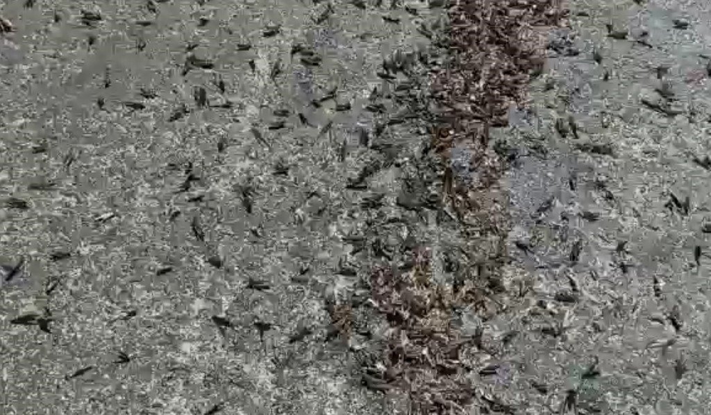 Tunceli’de kara yolunda sürü halinde çekirge görüntülendi