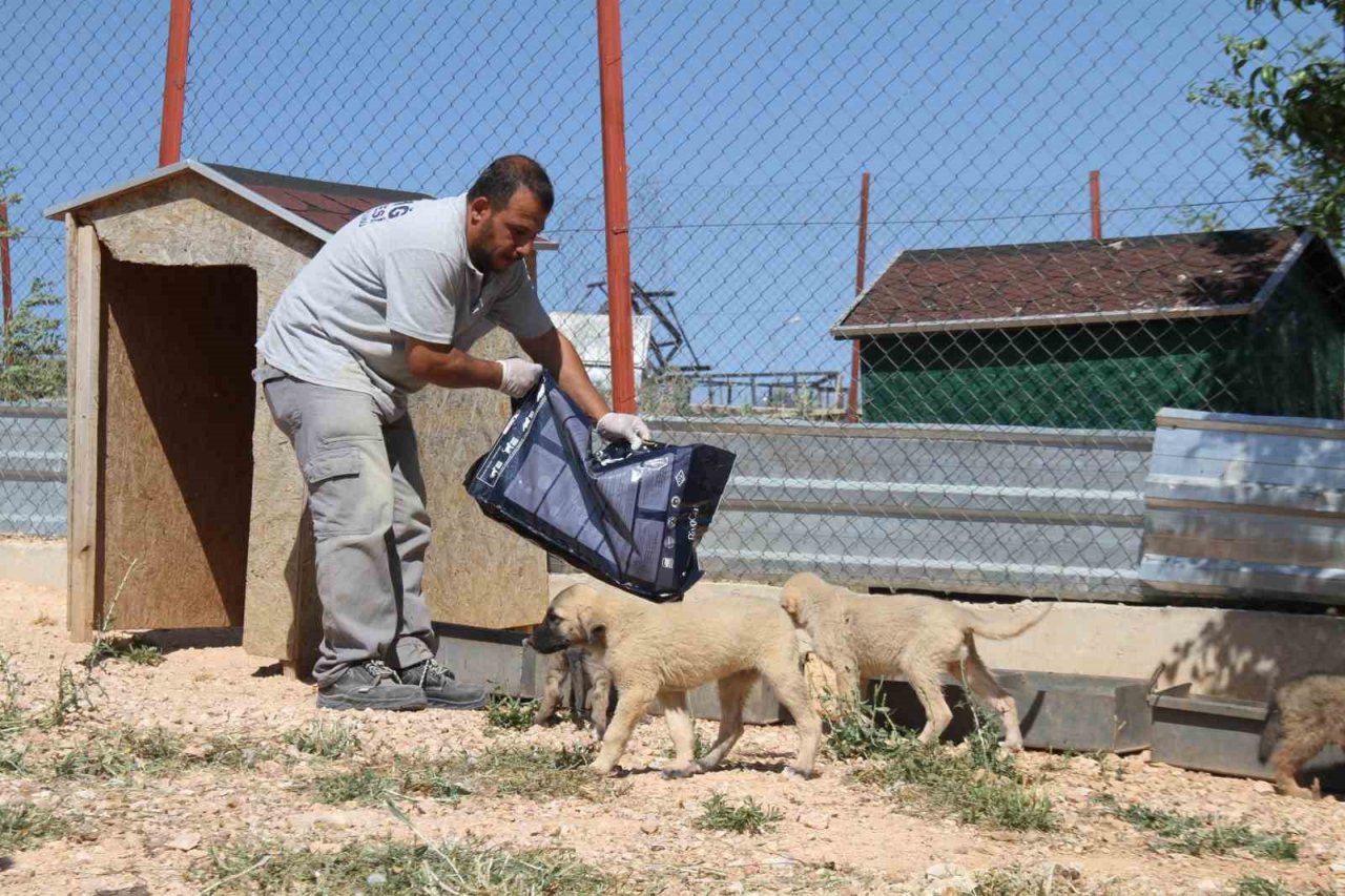 Elazığ Belediyesi Geçici Hayvan Bakım Merkezinde 6 yılda 14 bin 987 hayvan tedavi edildi