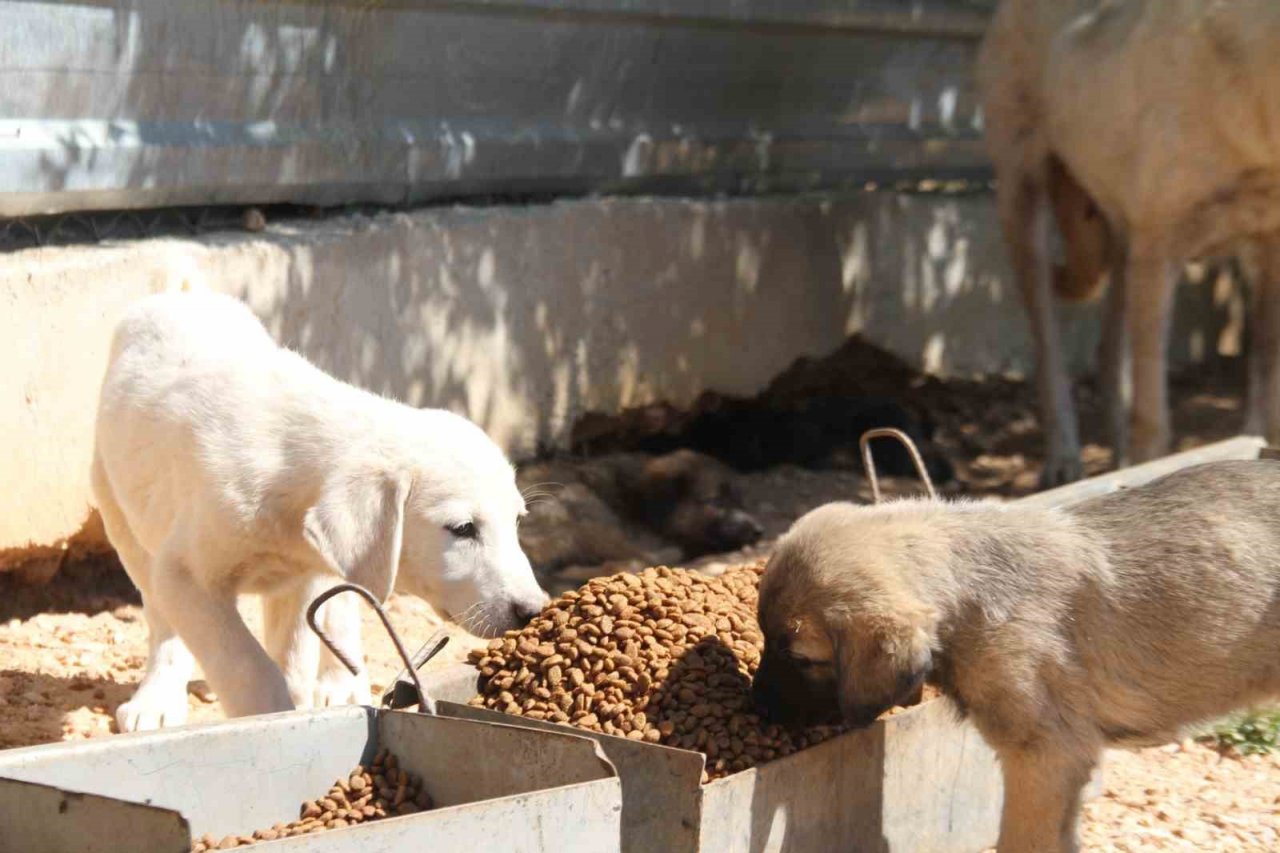 Elazığ Belediyesi Geçici Hayvan Bakım Merkezinde 6 yılda 14 bin 987 hayvan tedavi edildi