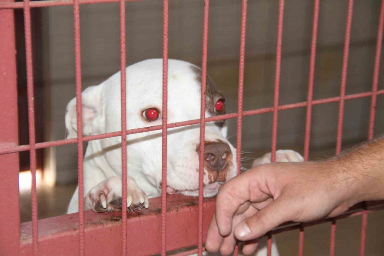 Elazığ Belediyesi Geçici Hayvan Bakım Merkezinde 6 yılda 14 bin 987 hayvan tedavi edildi