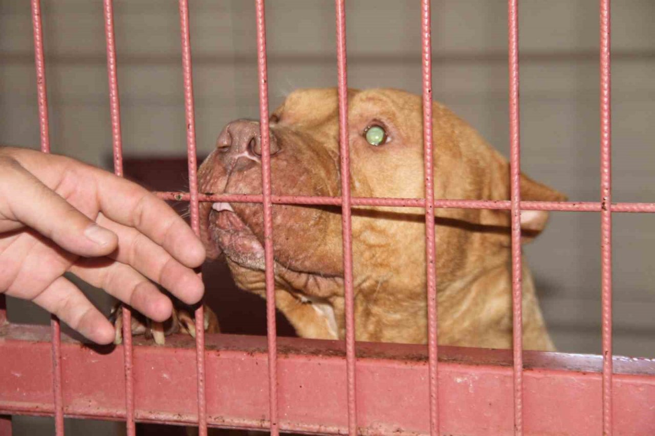 Elazığ Belediyesi Geçici Hayvan Bakım Merkezinde 6 yılda 14 bin 987 hayvan tedavi edildi