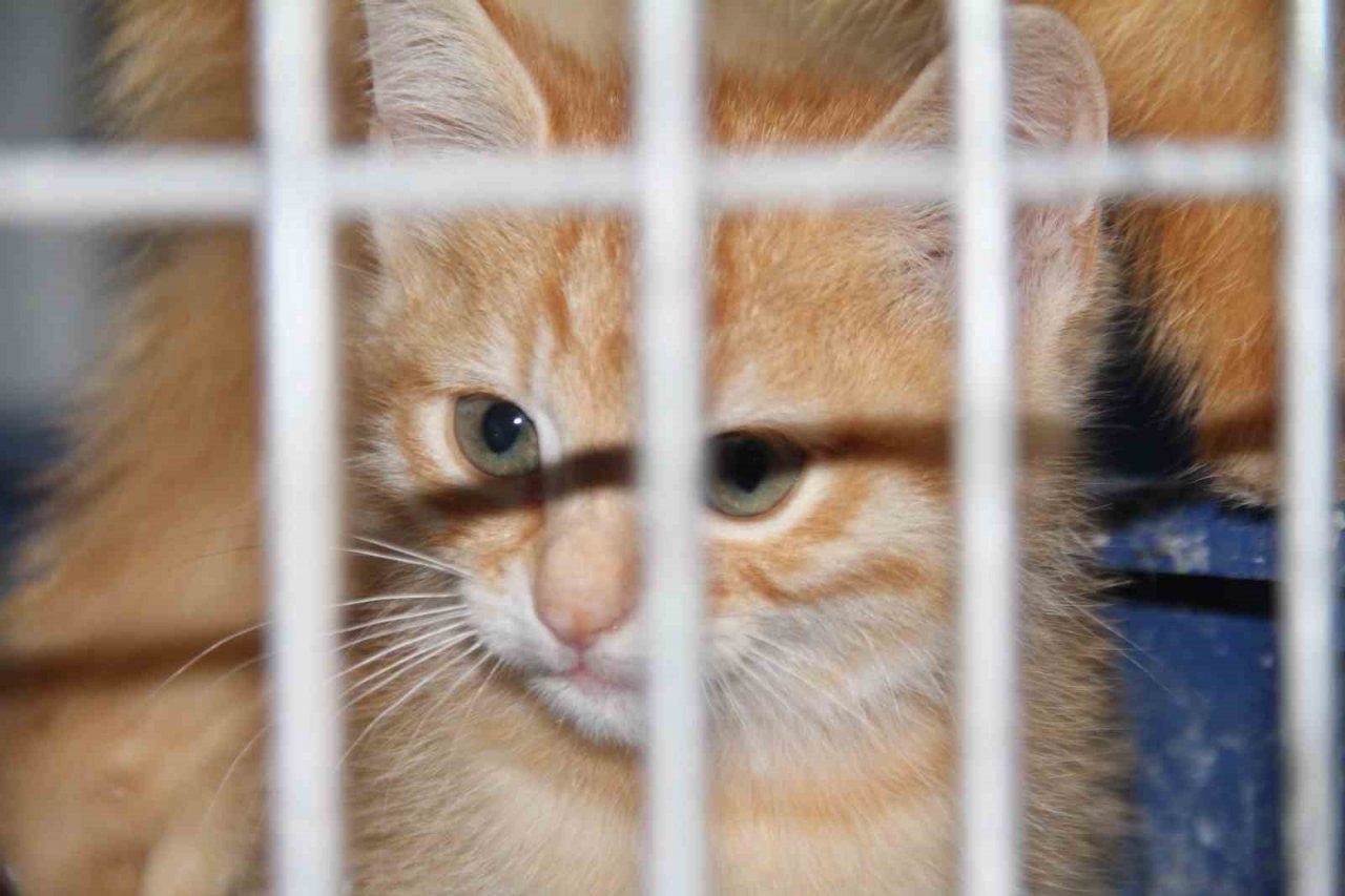 Elazığ Belediyesi Geçici Hayvan Bakım Merkezinde 6 yılda 14 bin 987 hayvan tedavi edildi