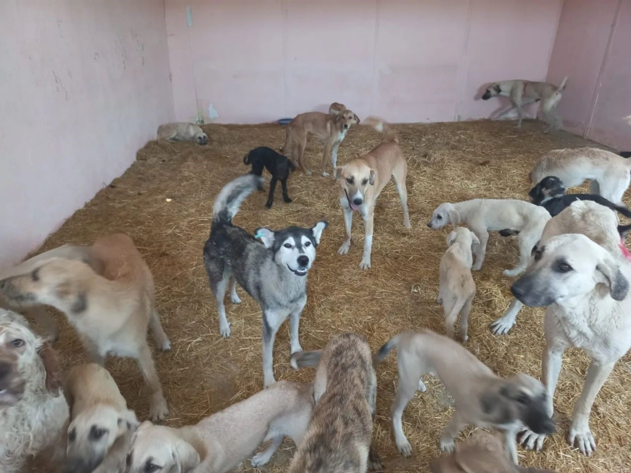 Ezine’de 950 sokak hayvanı kısırlaştırıldı