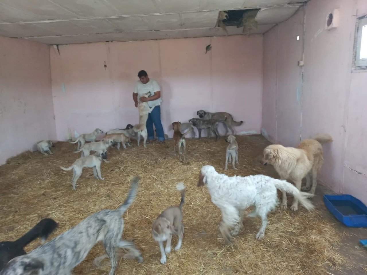 Ezine’de 950 sokak hayvanı kısırlaştırıldı