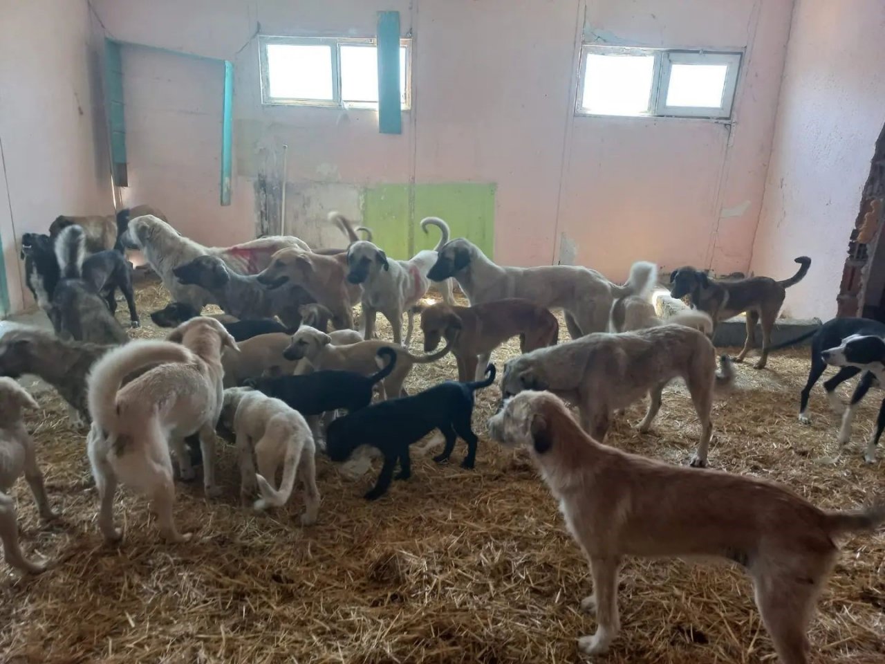 Ezine’de 950 sokak hayvanı kısırlaştırıldı