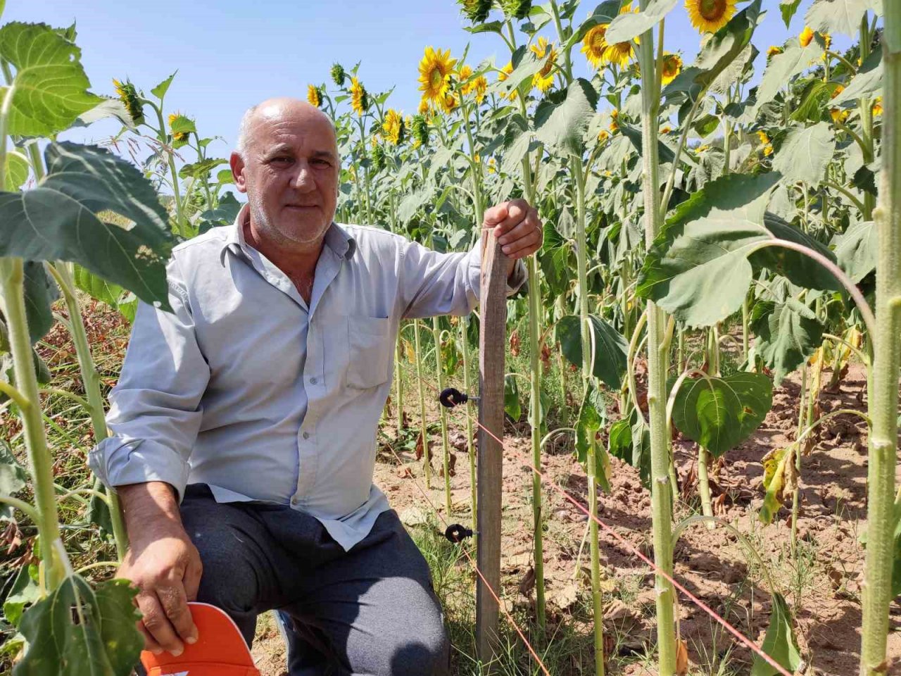 Keşan’da ayçiçeği üreticisi domuz zararına karşı mücadele ediyor