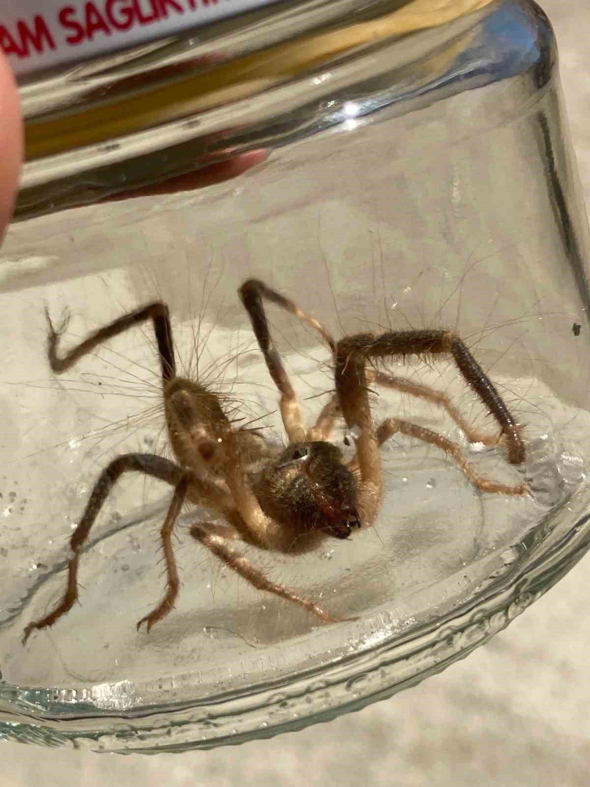 Çorum’da sarıkız paniği sürüyor