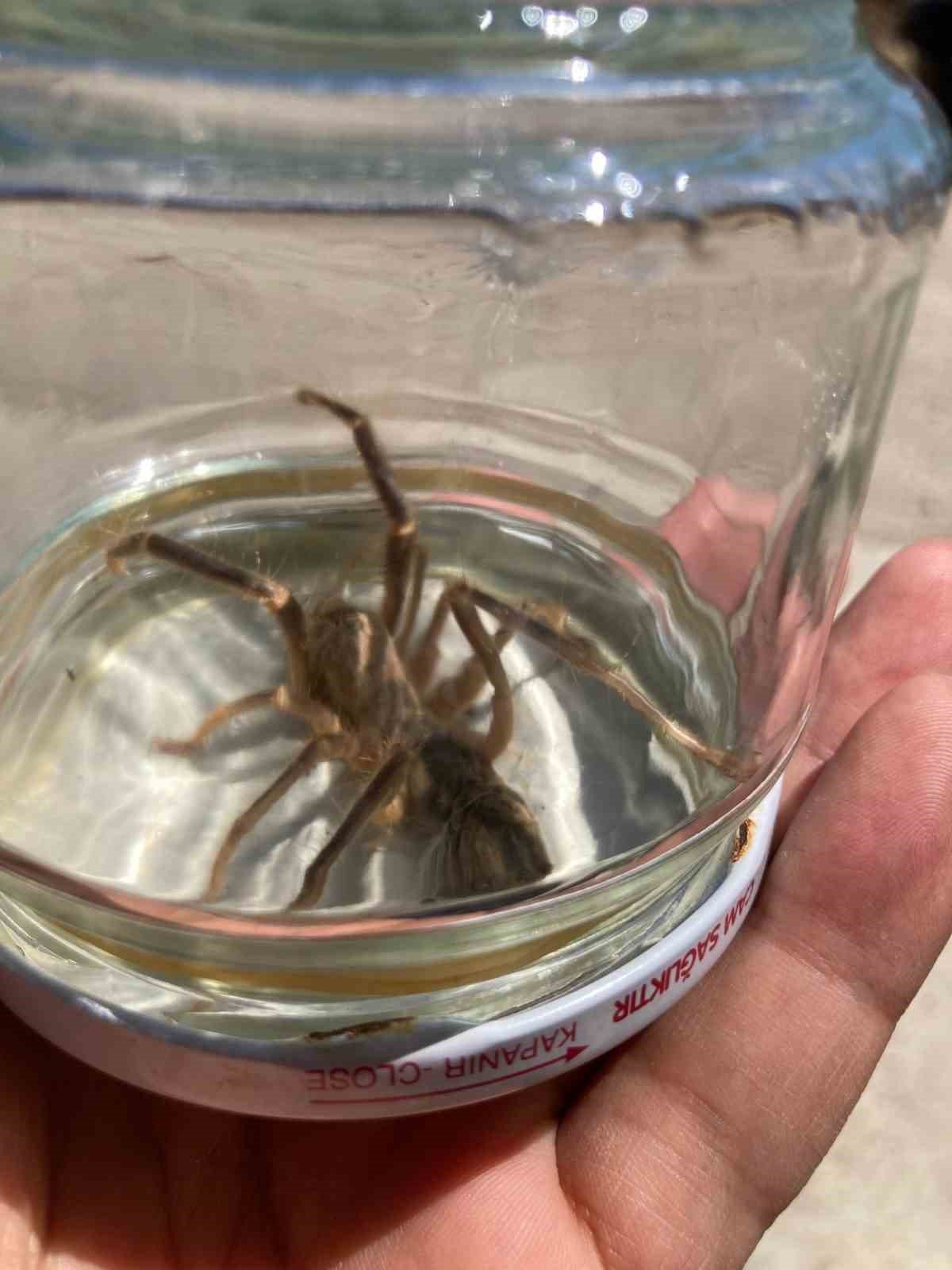 Çorum’da sarıkız paniği sürüyor