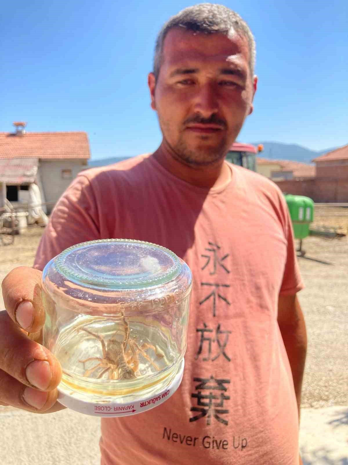 Çorum’da sarıkız paniği sürüyor