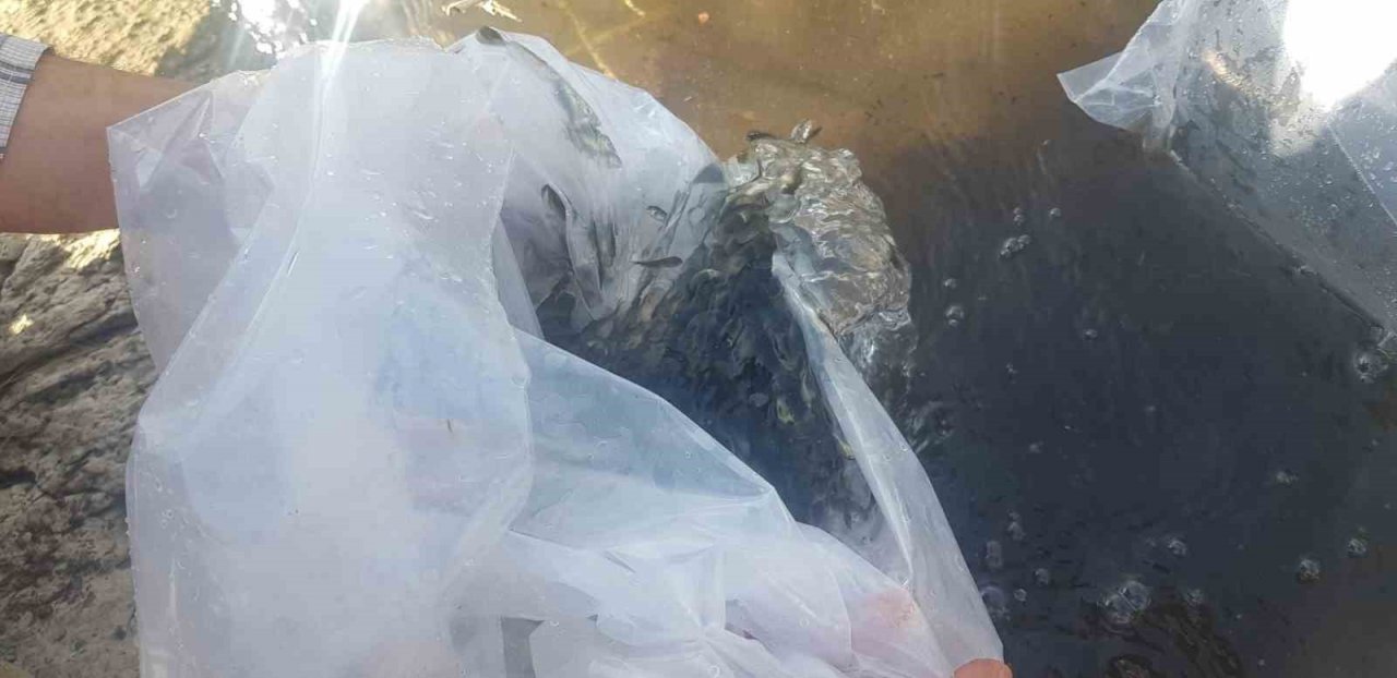 Buldan’da 50 bin balık suya bırakıldı