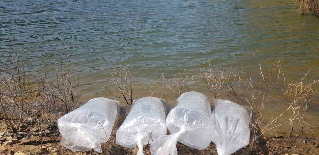 Buldan’da 50 bin balık suya bırakıldı