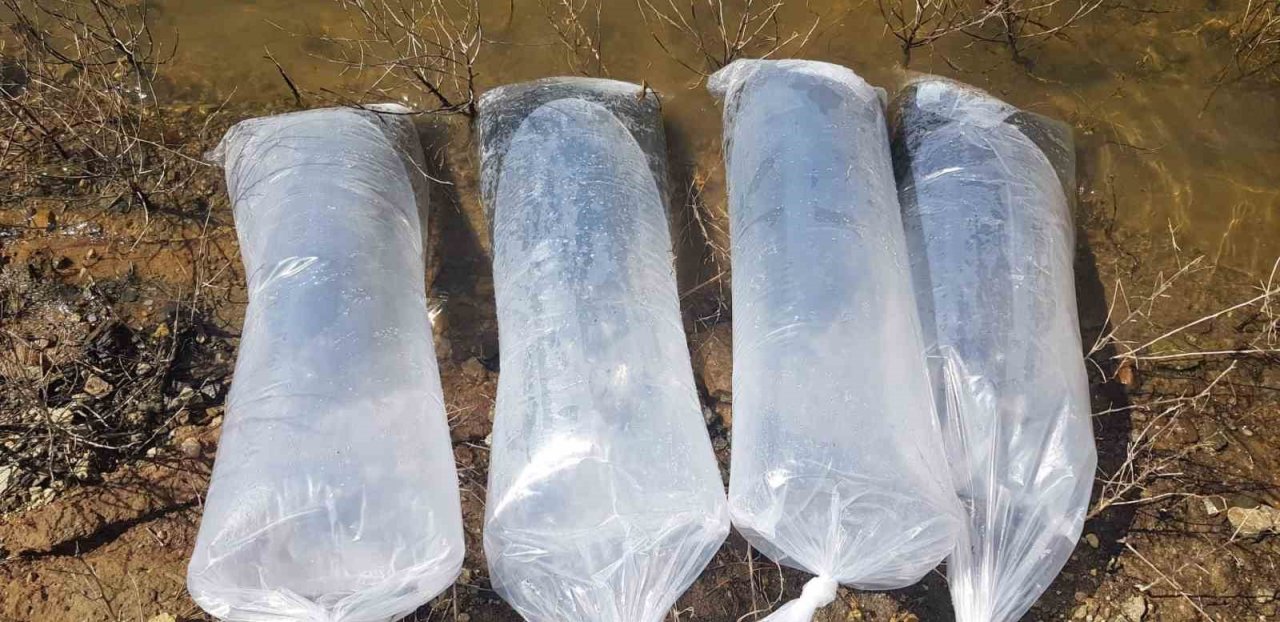 Buldan’da 50 bin balık suya bırakıldı