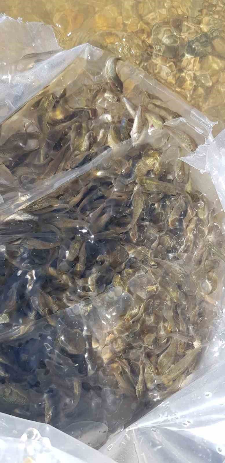 Buldan’da 50 bin balık suya bırakıldı