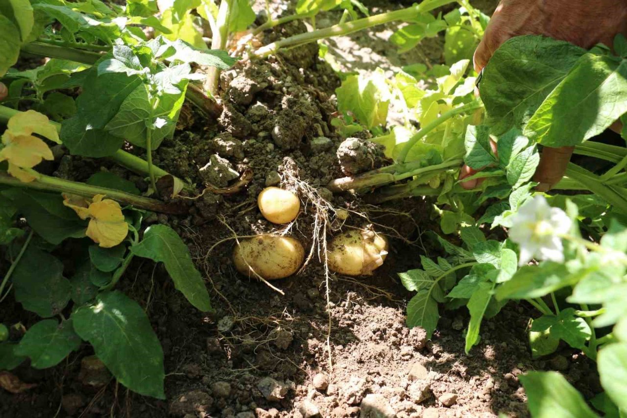 Erzincan’da patates projesi başarıyla uygulanıyor