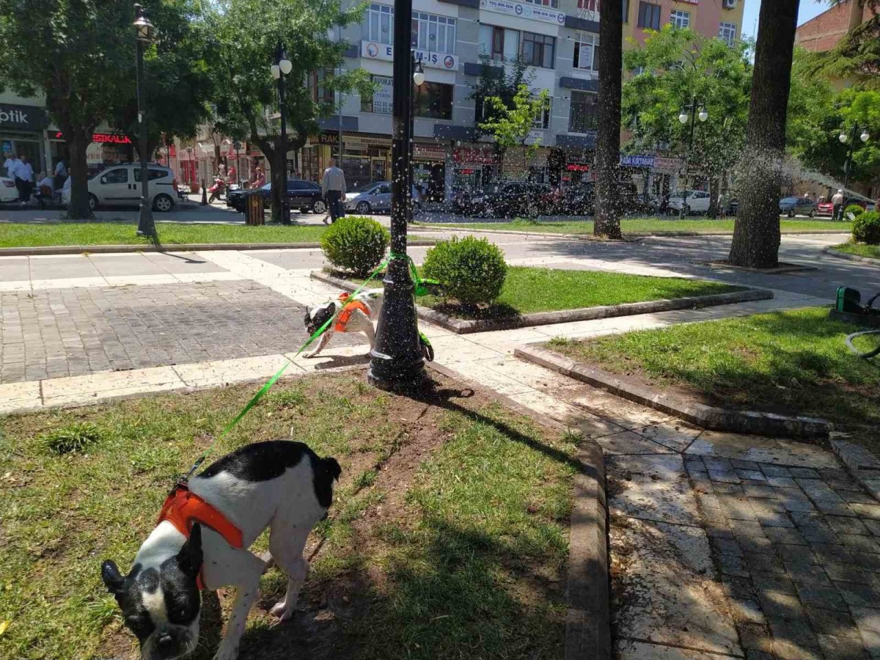 Çim sulama hortumuyla köpeklerini serinletti