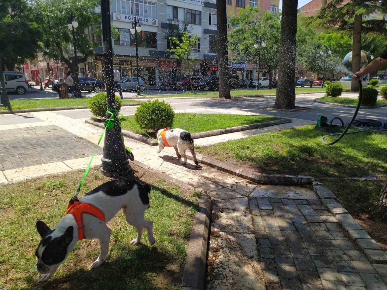Çim sulama hortumuyla köpeklerini serinletti