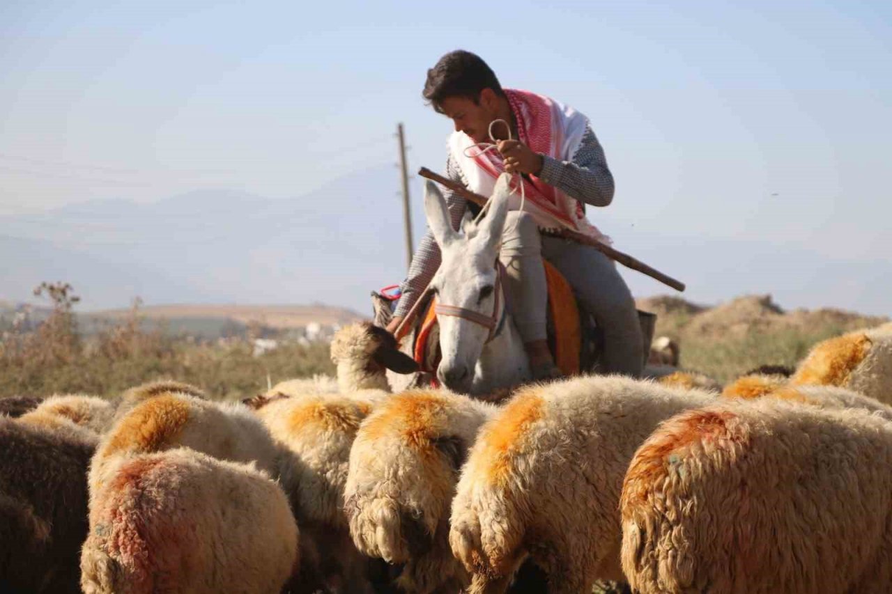 Sıcakta bunalan hayvanlar için eşek sırtında zorlu mesai