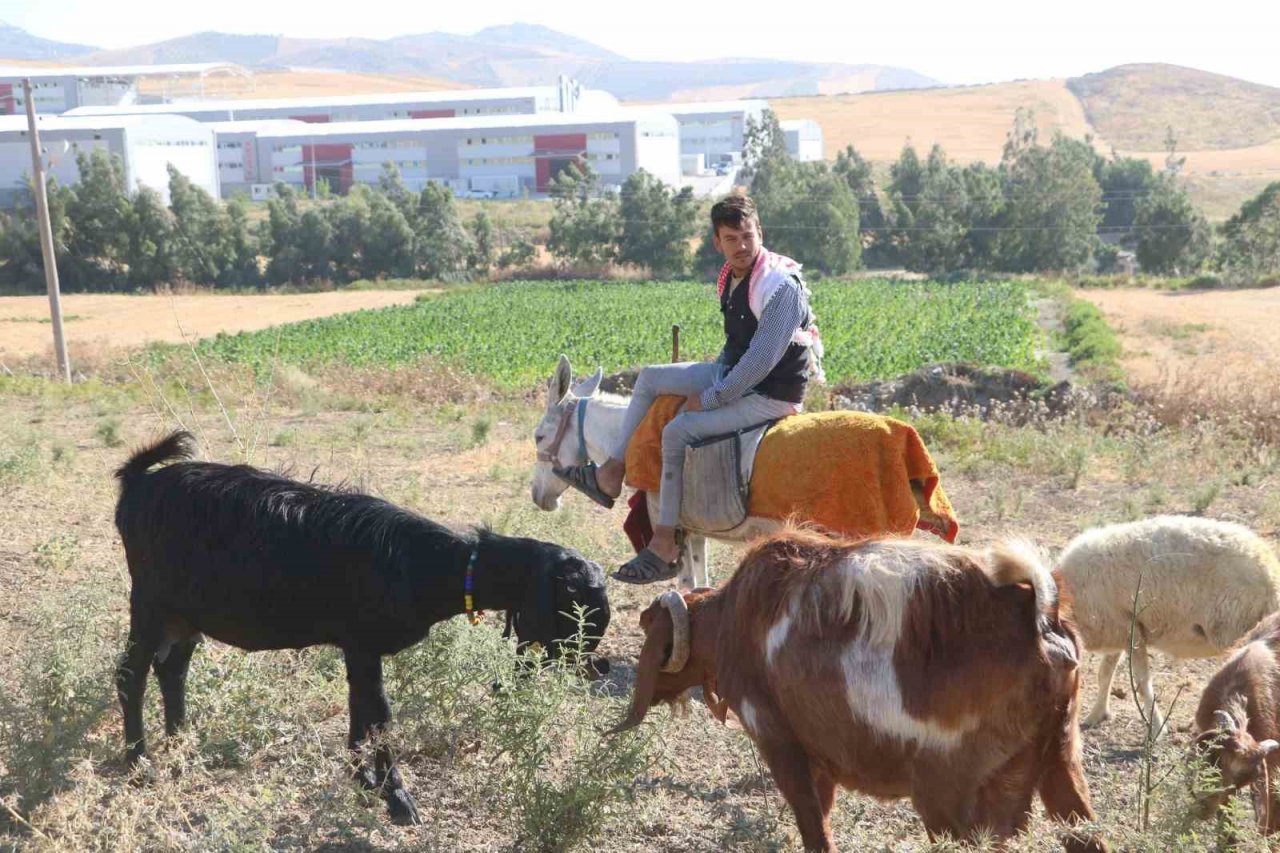 Sıcakta bunalan hayvanlar için eşek sırtında zorlu mesai