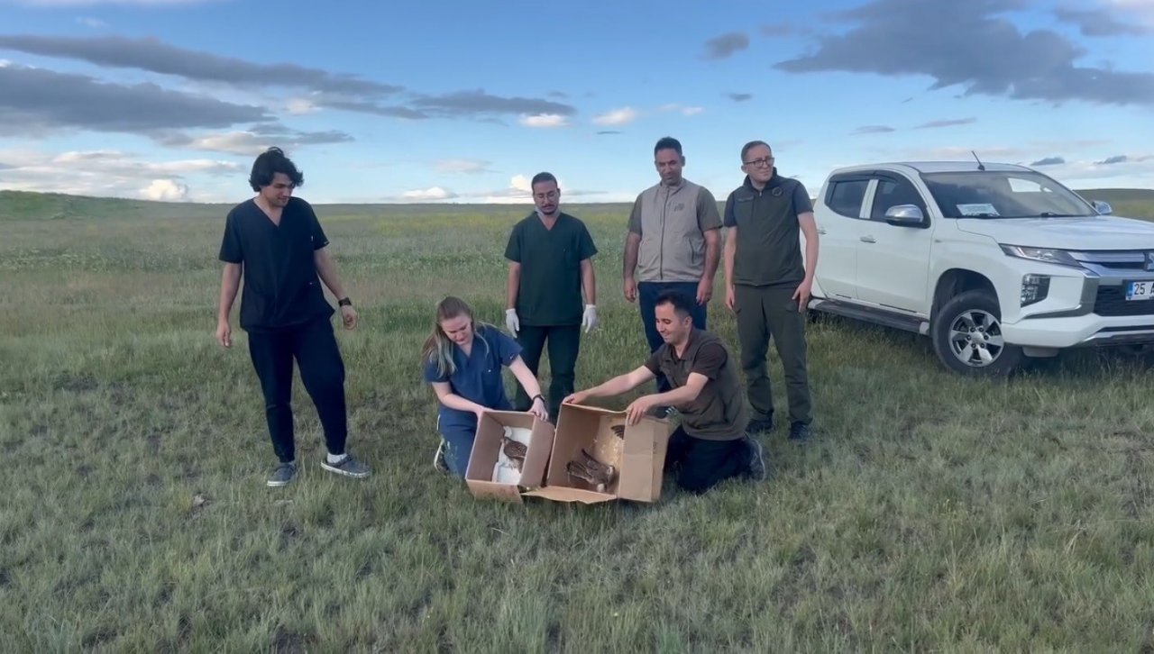 Kars’ta Kerkenezler doğaya bırakıldı