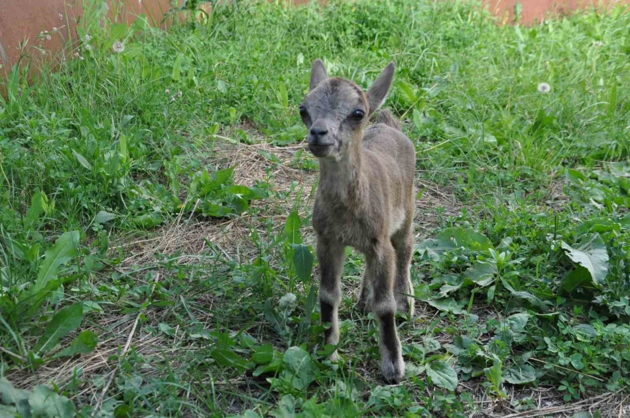 Kars’ta yavru yaban keçisi biberonla besleniyor