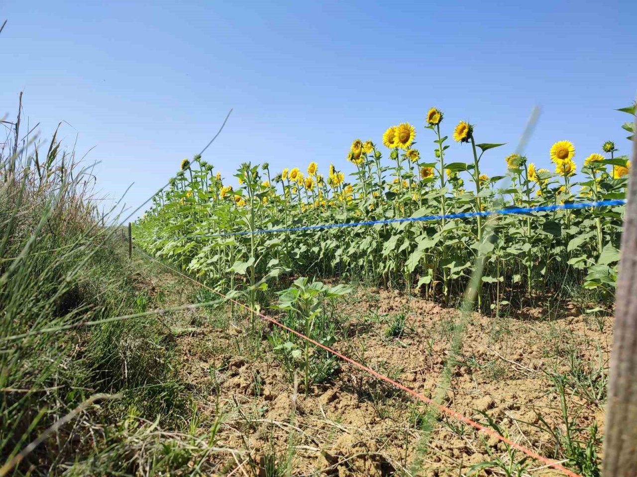 Keşan’da ayçiçeği üreticisi domuz zararına karşı mücadele ediyor