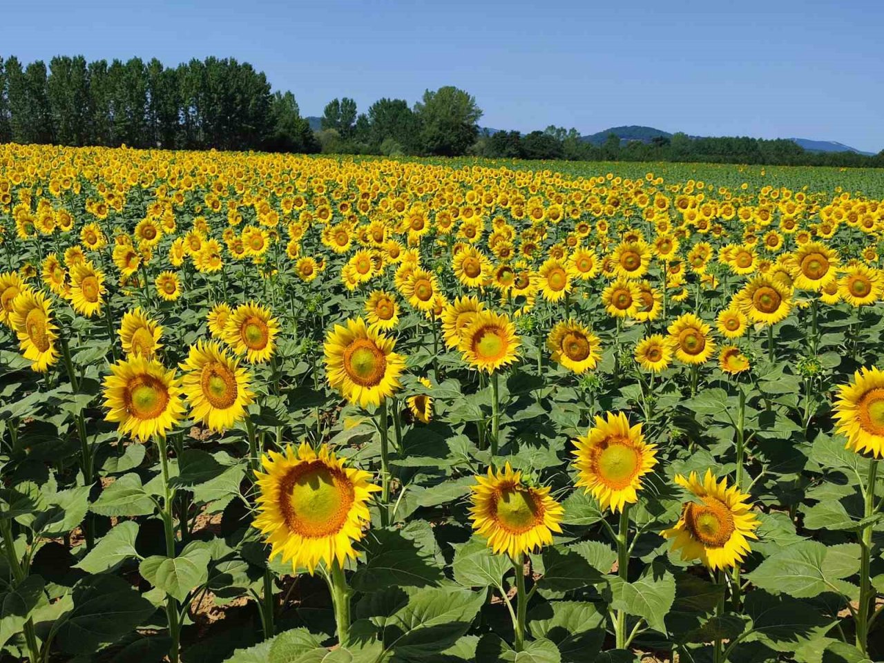 Keşan’da ayçiçeği üreticisi domuz zararına karşı mücadele ediyor