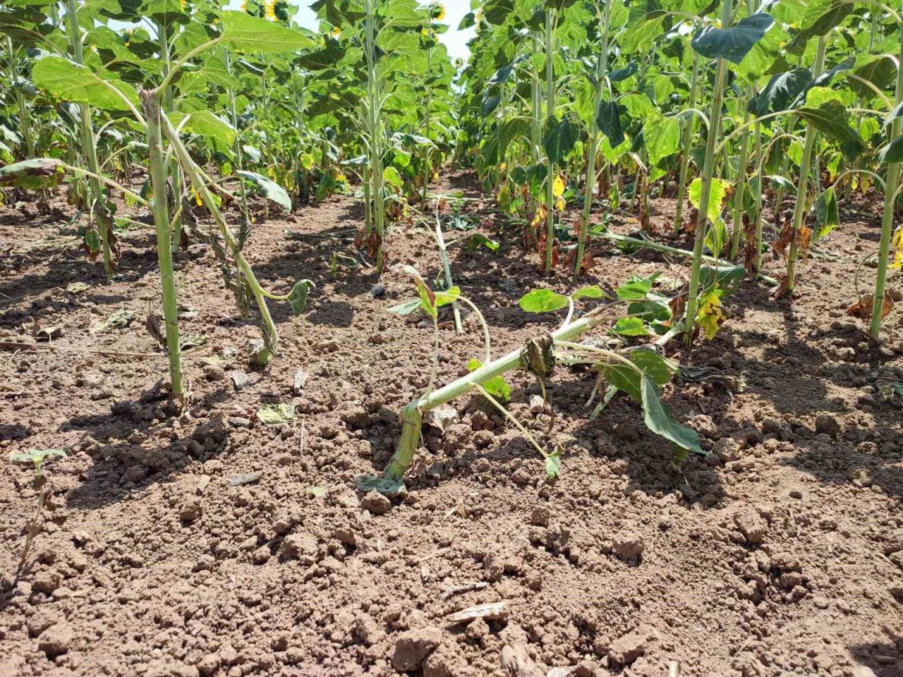 Keşan’da ayçiçeği üreticisi domuz zararına karşı mücadele ediyor