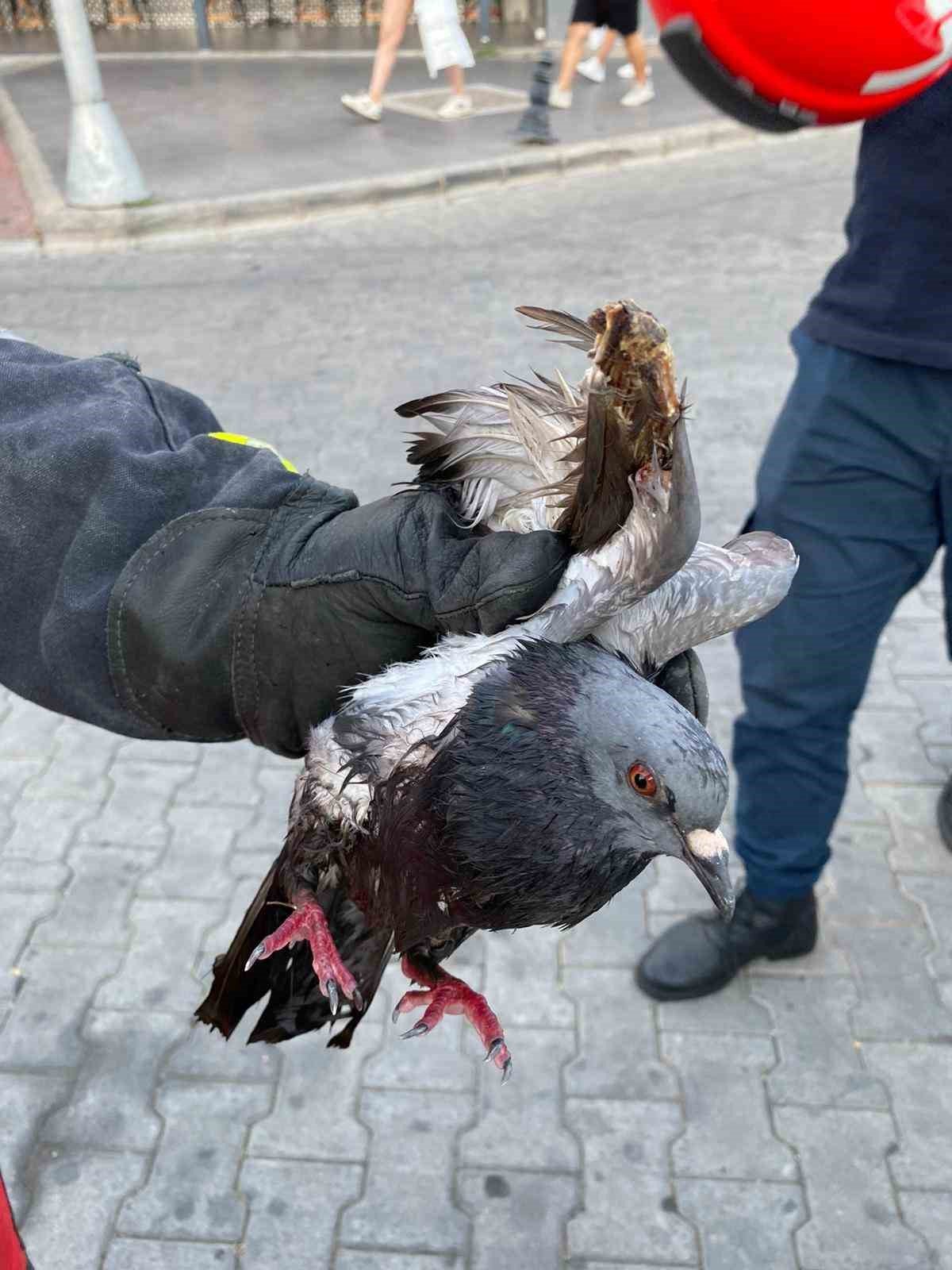 Marmaris’te kanala düşen yaralı güvercini itfaiye ekipleri kurtardı