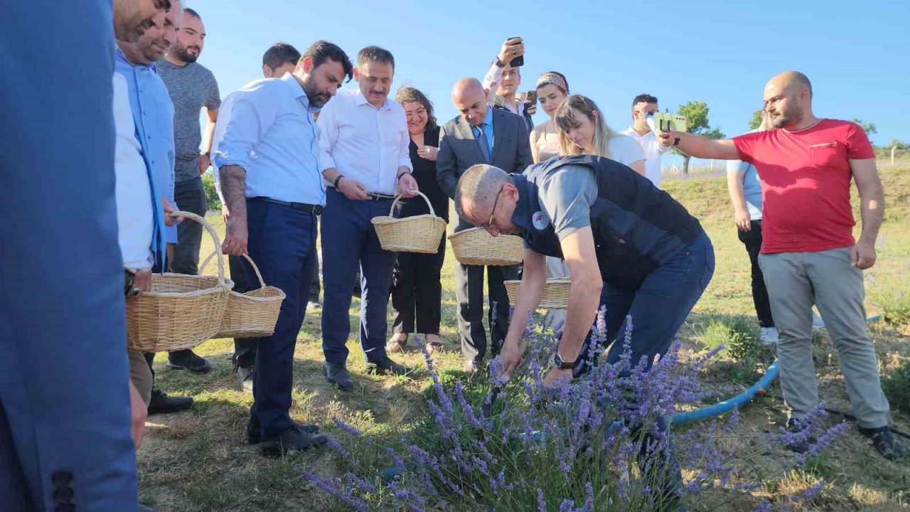 Safran’dan sonra lavanta üretimine rağbet arttı