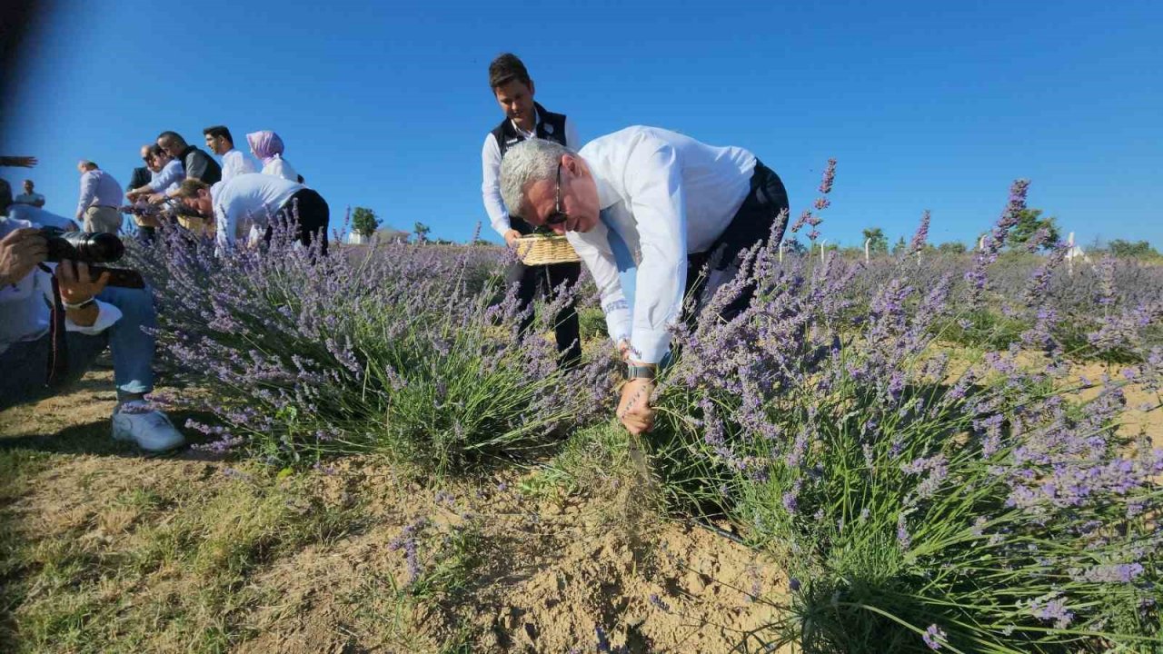 Safran’dan sonra lavanta üretimine rağbet arttı