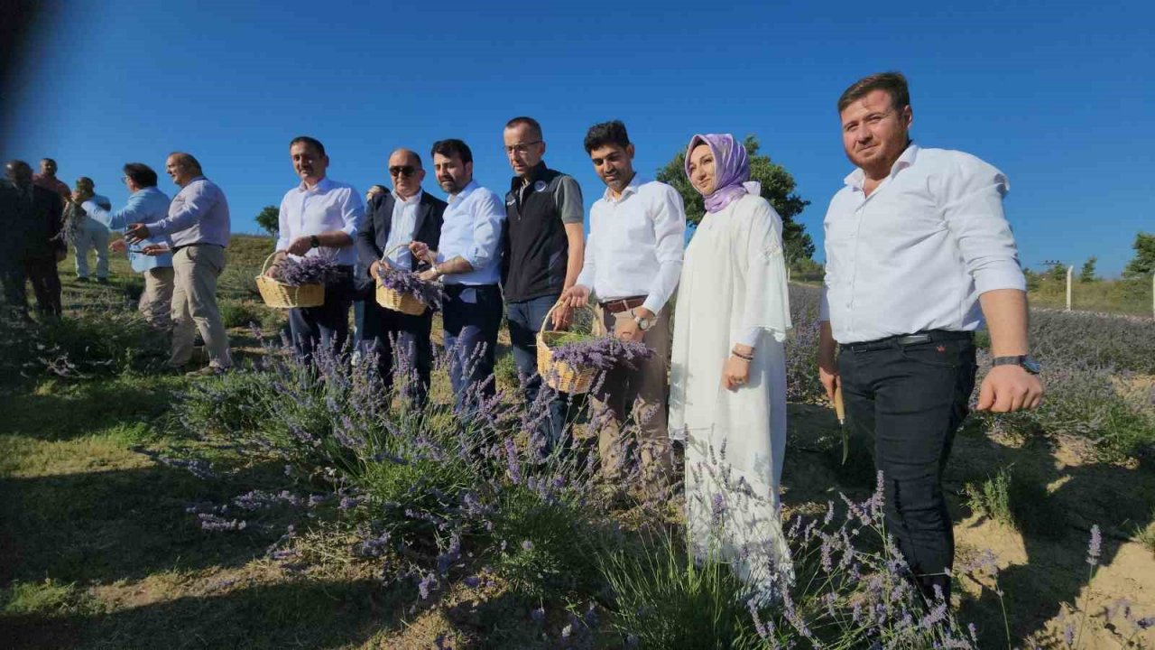 Safran’dan sonra lavanta üretimine rağbet arttı