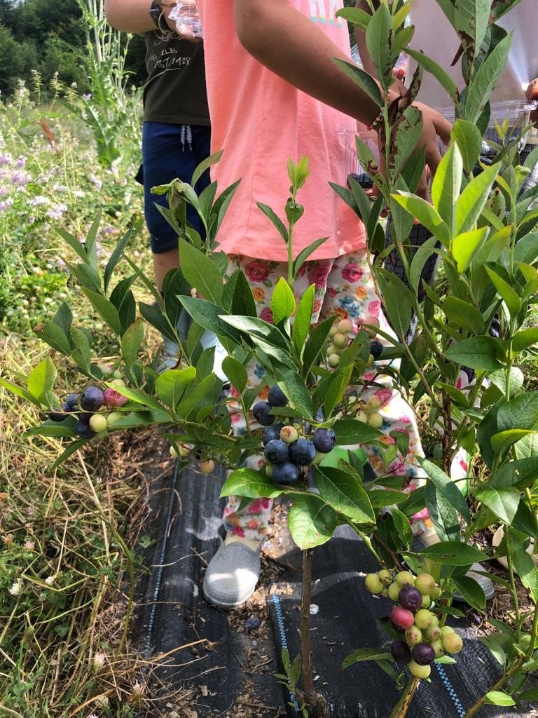 Sinop’ta ilk kez Türkeli’de başlatılmıştı: Yaban mersini yaygınlaşıyor