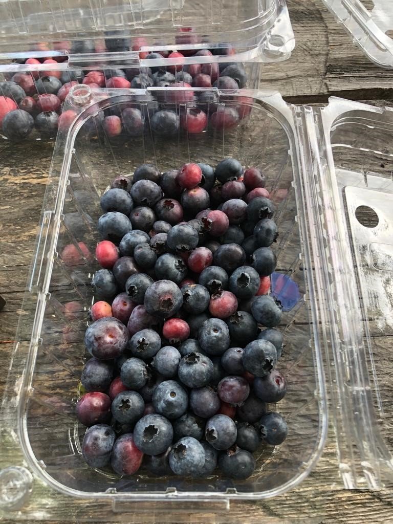 Sinop’ta ilk kez Türkeli’de başlatılmıştı: Yaban mersini yaygınlaşıyor