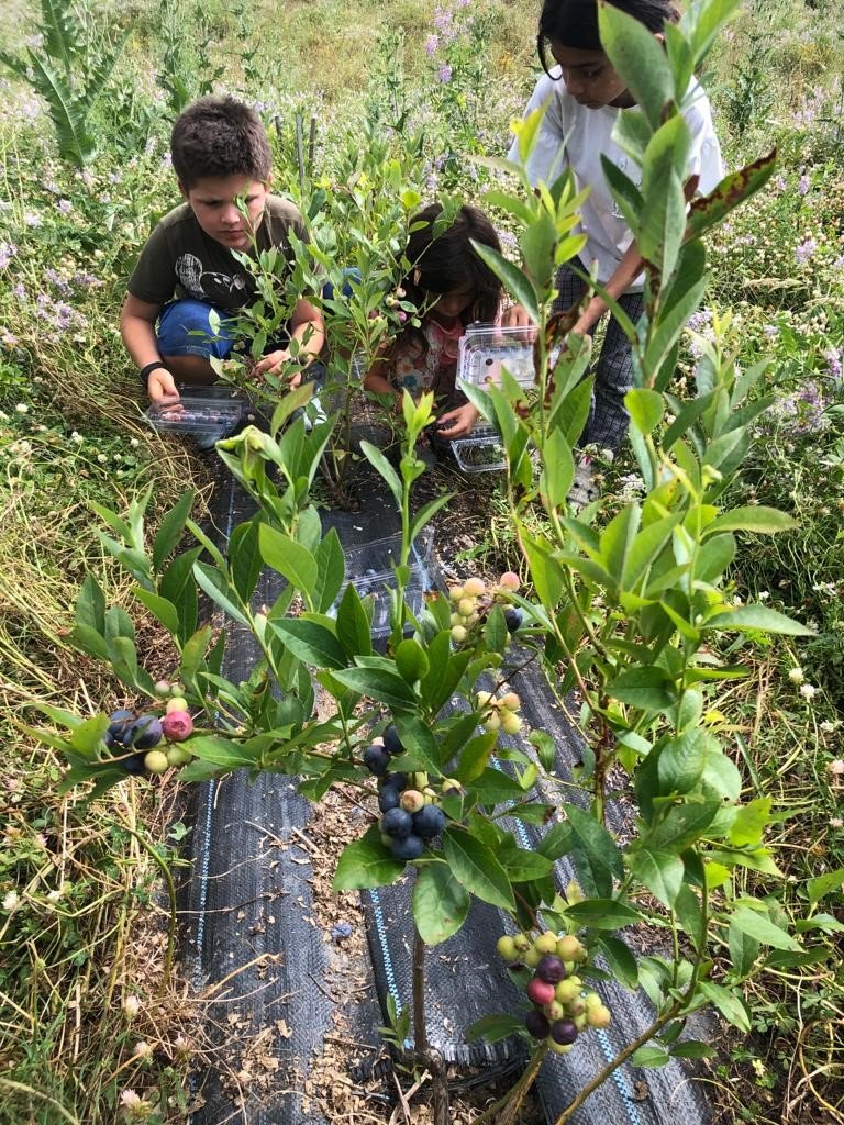 Sinop’ta ilk kez Türkeli’de başlatılmıştı: Yaban mersini yaygınlaşıyor