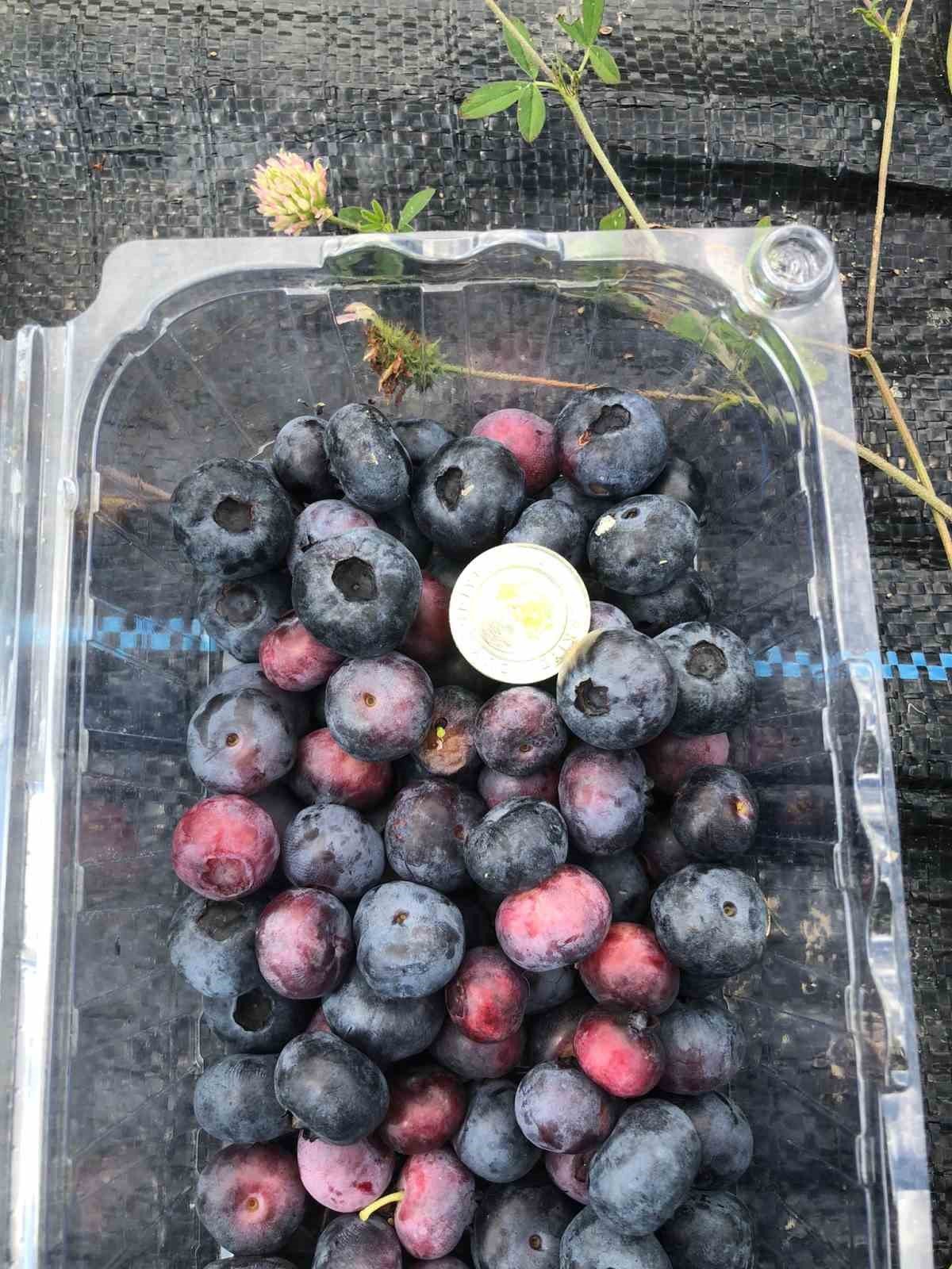 Sinop’ta ilk kez Türkeli’de başlatılmıştı: Yaban mersini yaygınlaşıyor