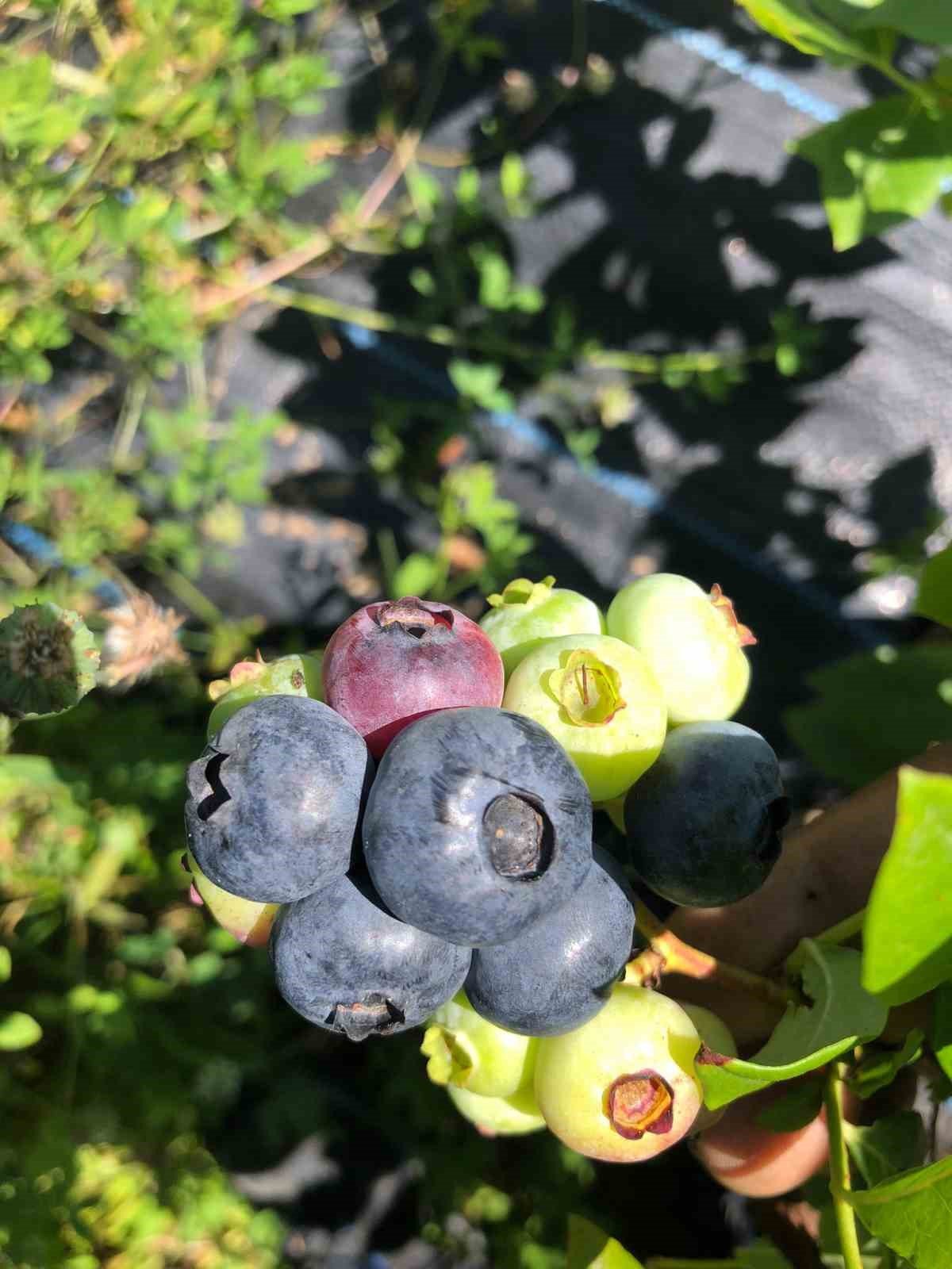 Sinop’ta ilk kez Türkeli’de başlatılmıştı: Yaban mersini yaygınlaşıyor