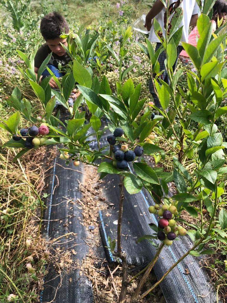Sinop’ta ilk kez Türkeli’de başlatılmıştı: Yaban mersini yaygınlaşıyor