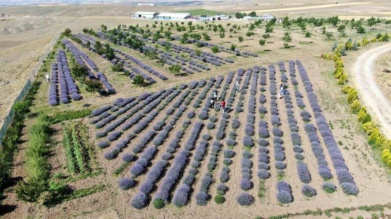 Kokusu mest ediyor, rengi büyülüyor