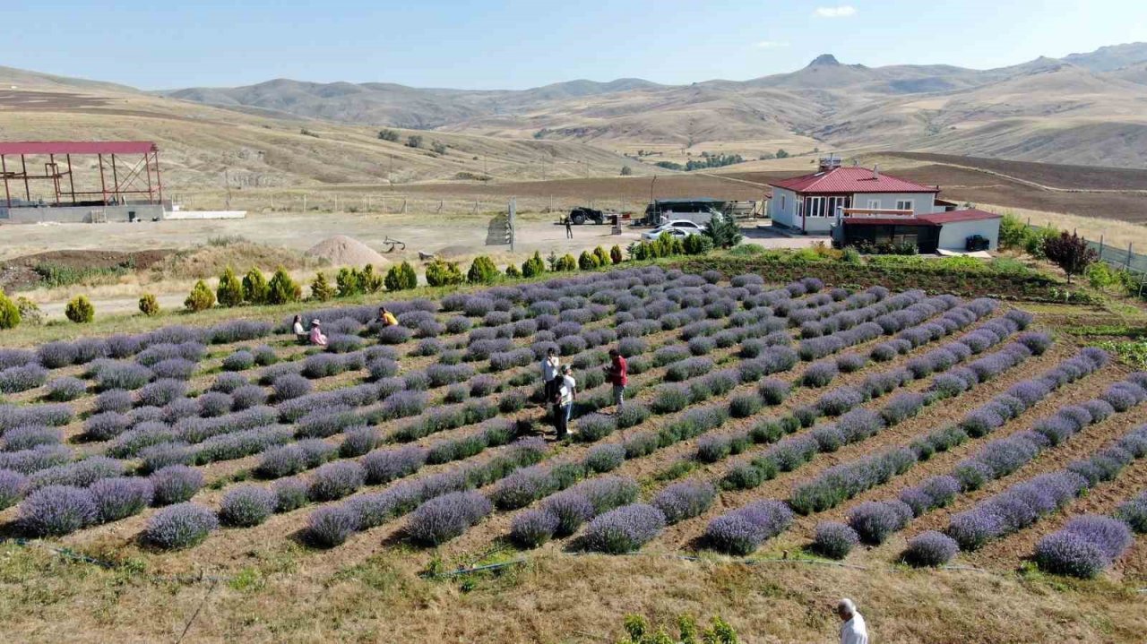 Kokusu mest ediyor, rengi büyülüyor