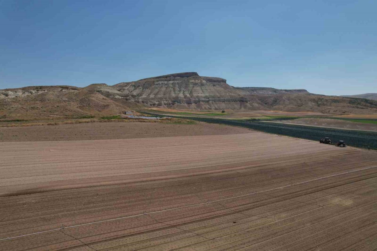 Ankara’nın zorlu iklim yapısına rağmen yetiştirilen brokolinin hasadı başladı