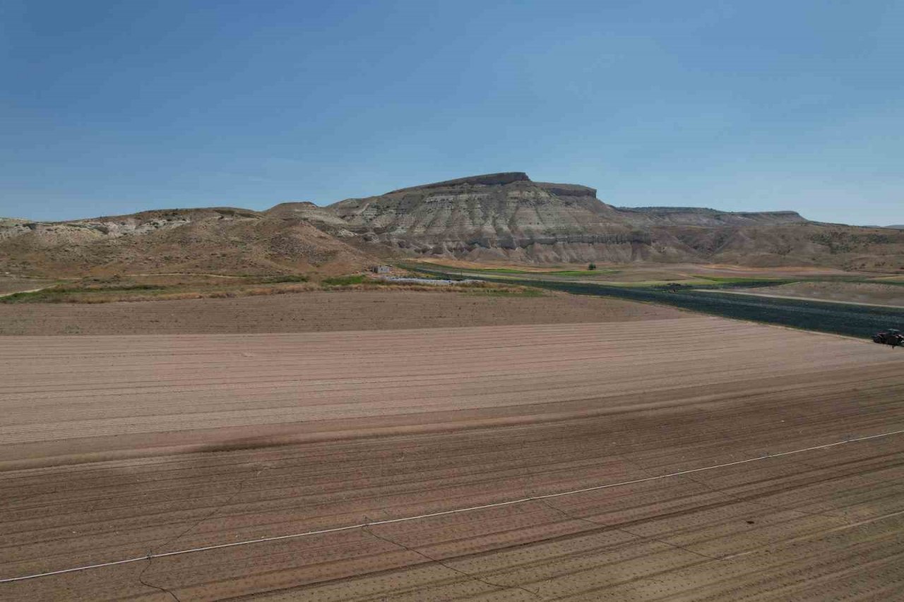 Ankara’nın zorlu iklim yapısına rağmen yetiştirilen brokolinin hasadı başladı