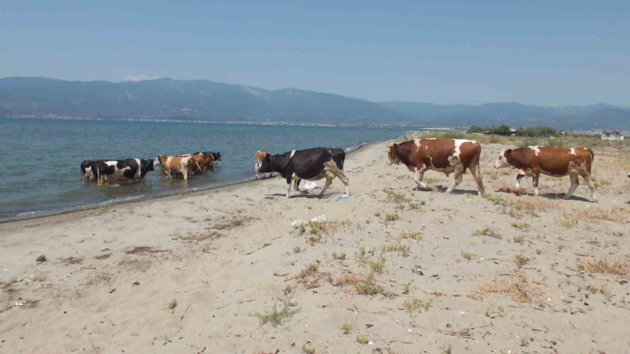 Balıkesir’de sıcaktan bunalan inekler soluğu denizde alıyor