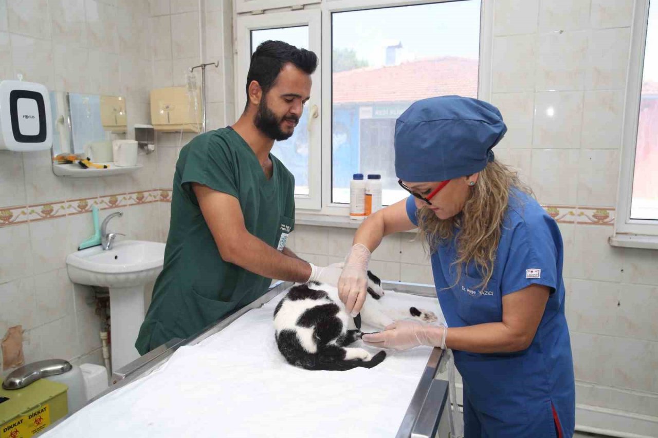 3D yazıcı ile üretilen protezler sokak hayvanlarına umut oluyor