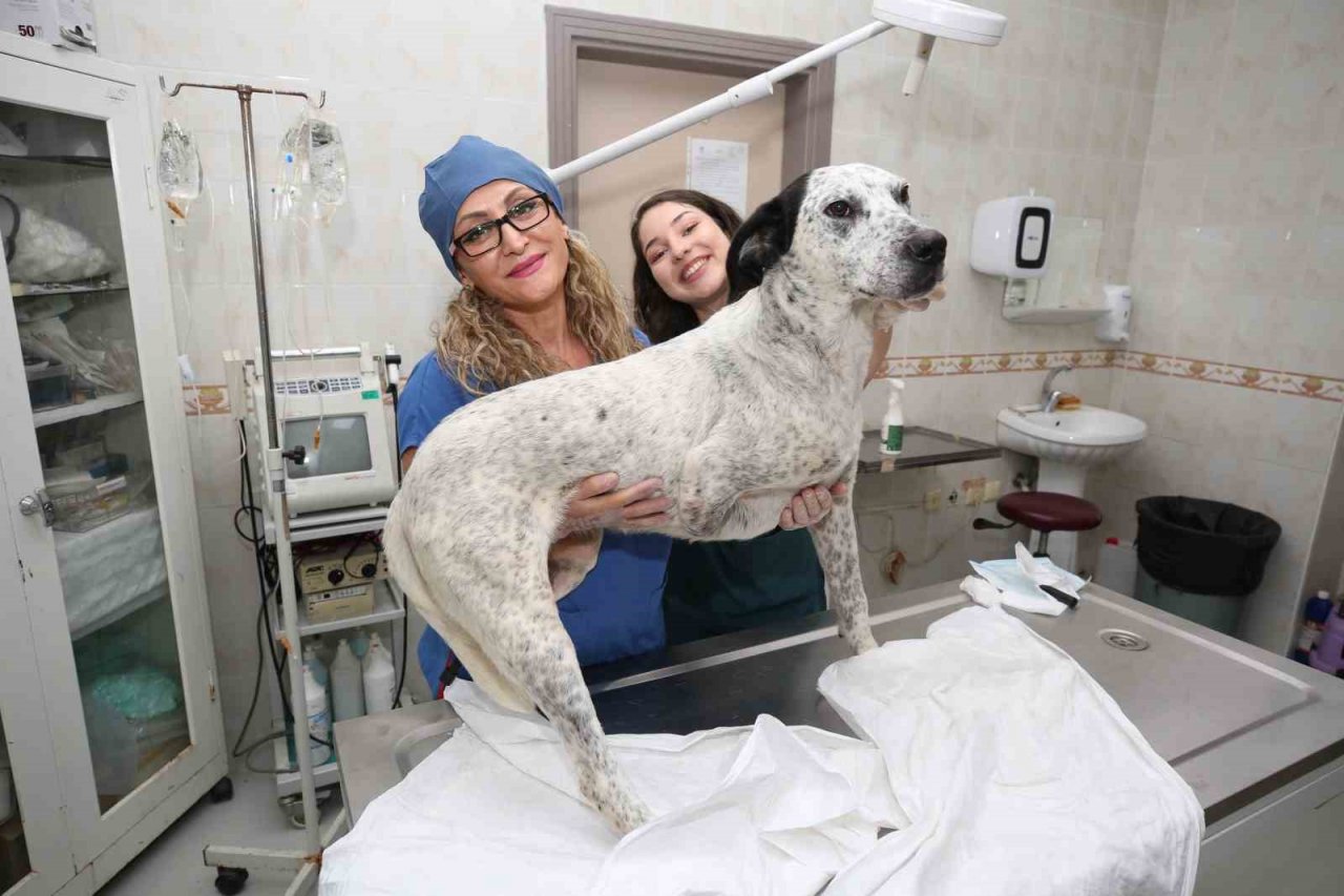 3D yazıcı ile üretilen protezler sokak hayvanlarına umut oluyor