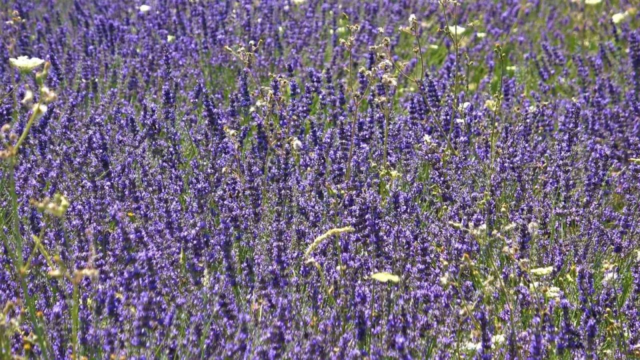 Üniversite lavanta ile renklendi: Kampüs adeta açık hava stüdyosuna dönüştü