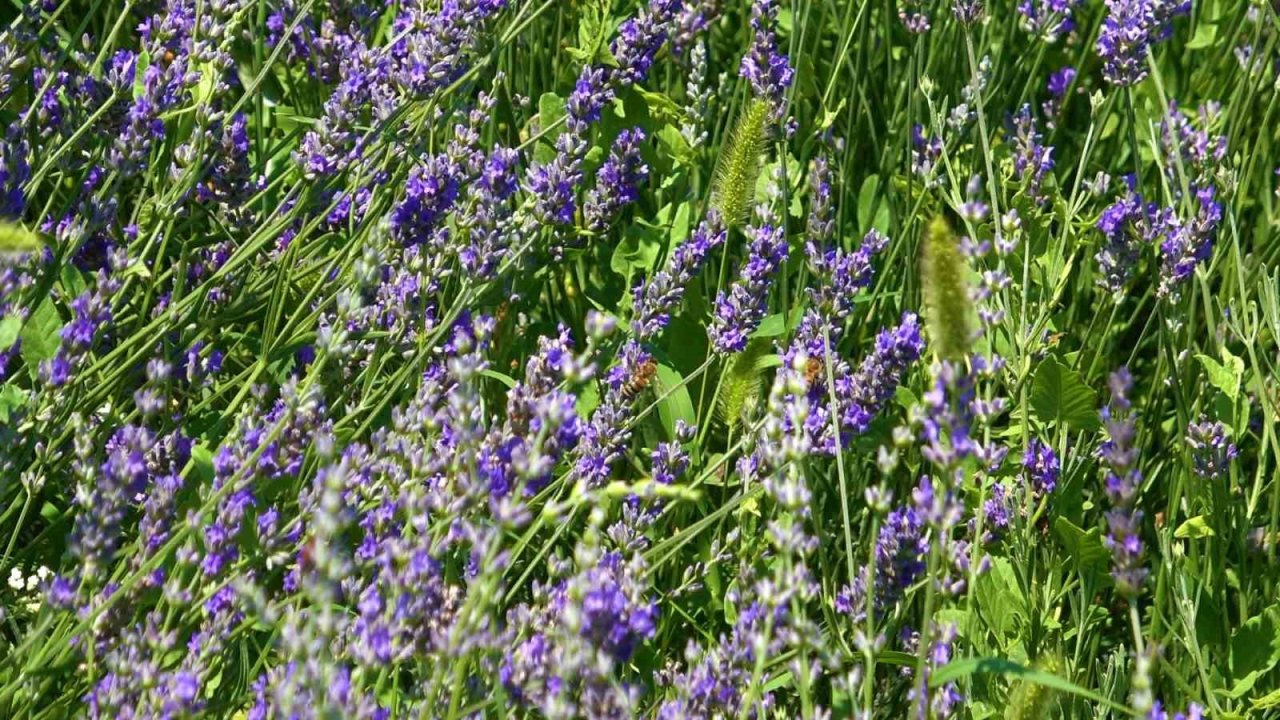 Üniversite lavanta ile renklendi: Kampüs adeta açık hava stüdyosuna dönüştü