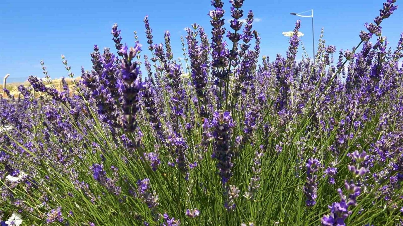 Üniversite lavanta ile renklendi: Kampüs adeta açık hava stüdyosuna dönüştü