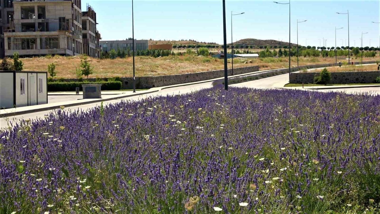 Üniversite lavanta ile renklendi: Kampüs adeta açık hava stüdyosuna dönüştü