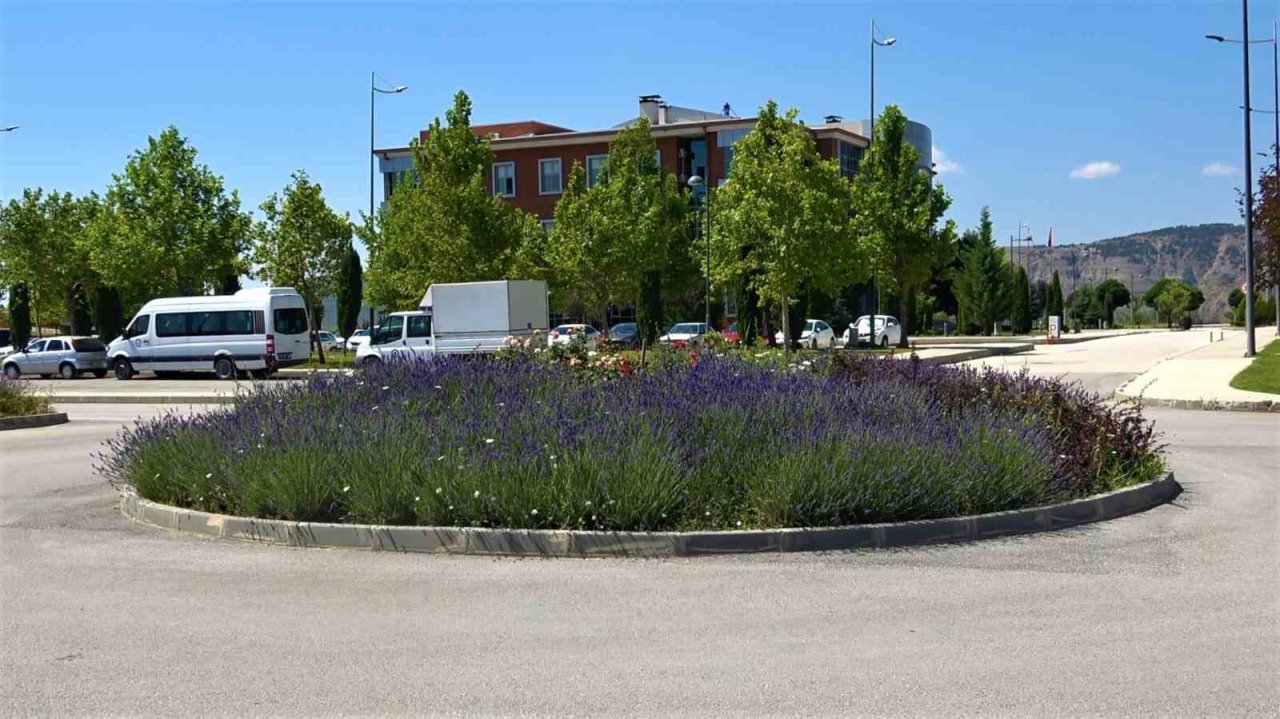 Üniversite lavanta ile renklendi: Kampüs adeta açık hava stüdyosuna dönüştü